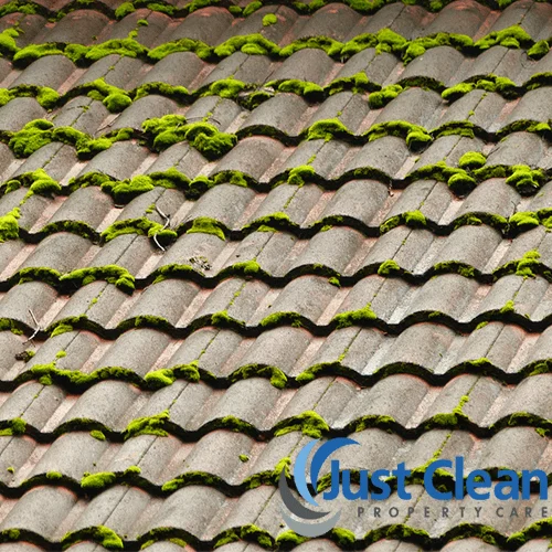 Moss covering a sloping roof