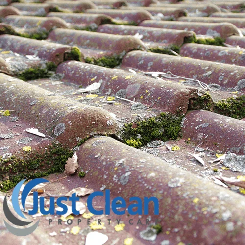 Moss covering a sloping roof