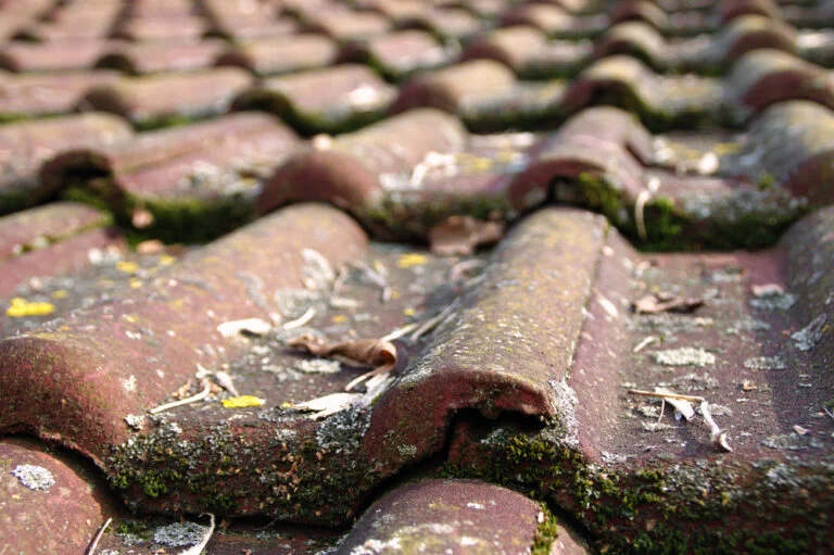 Roof tiles with patches of moss