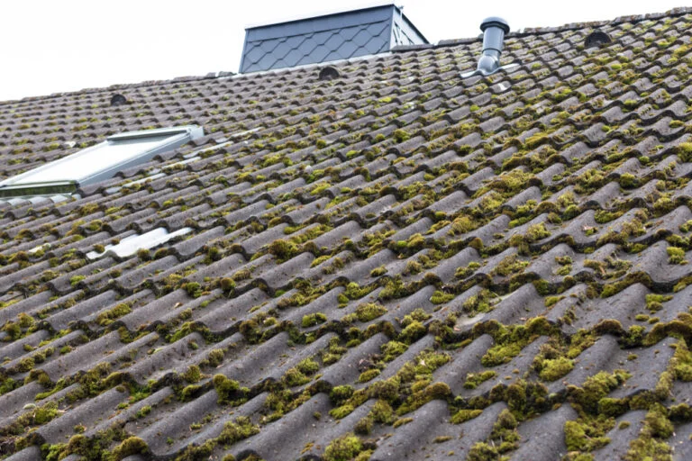 Moss covering a sloping roof