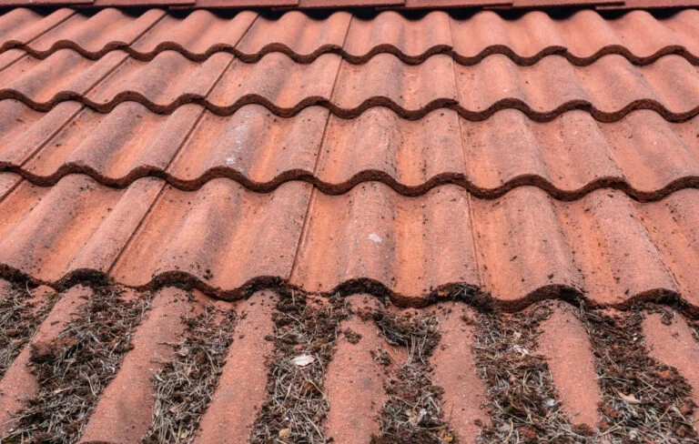Roof tiles with patches of moss