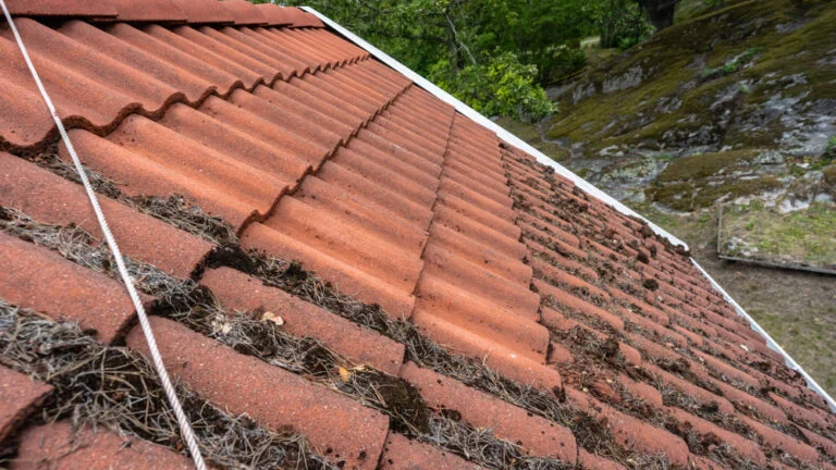 Roof tiles with patches of moss
