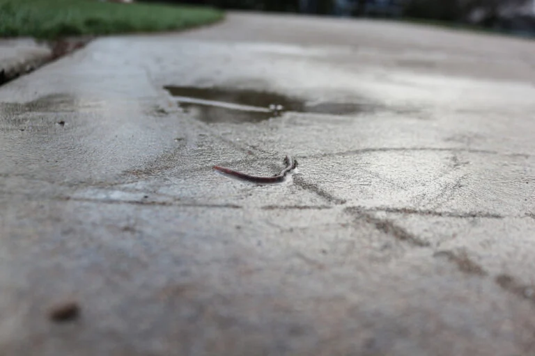 Cracked surface of an asphalt driveway