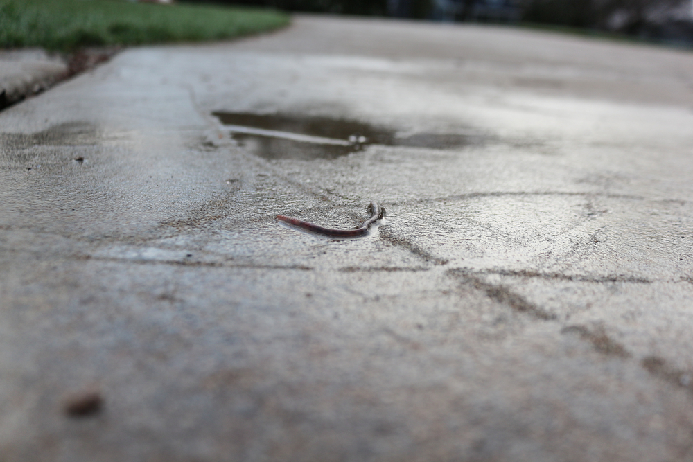 Best Method for Asphalt and Concrete Driveway Cleaning