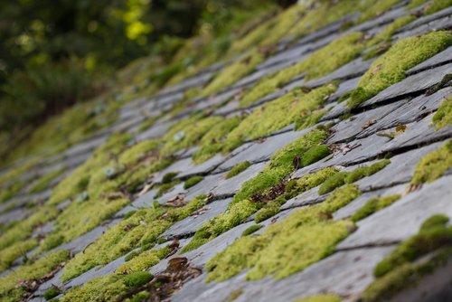 Get Rid Of Moss With Our Roof Cleaning Service