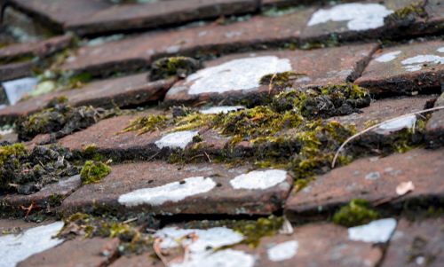 Got your roof been covered by moss? Well, maybe it’s time to get it cleaned.