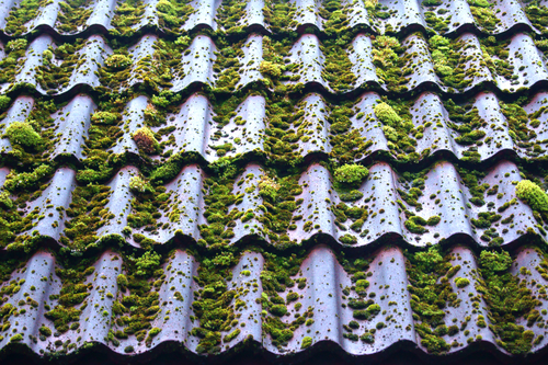 Is your roof covered with moss or dirt? Perhaps it’s the time you should get it cleaned