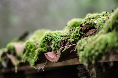 Roof tiles with patches of moss
