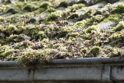 Roof Cleaning Solutions For Moss & Dirt