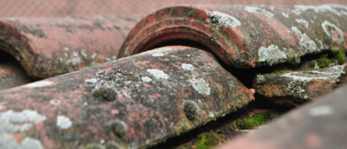 Roof Cleaning Solutions Against Moss And Grime
