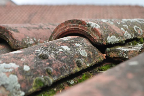 Moss growing in the joints between roof tiles