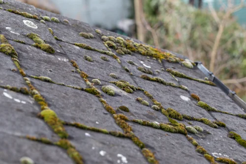Roof tiles with patches of moss