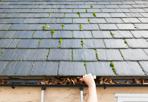 Reasons Why You Need a Roof Cleaning Service