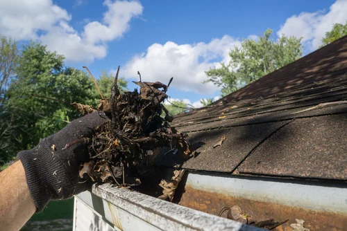 Moss and debris collected in a gutter