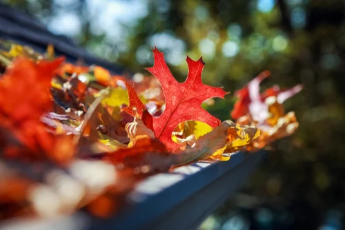 Autumn leaves in a roof gutter