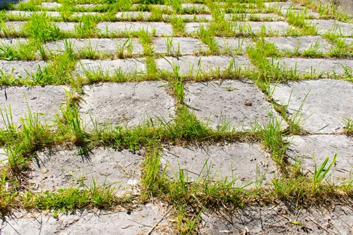Grass growing between paving blocks