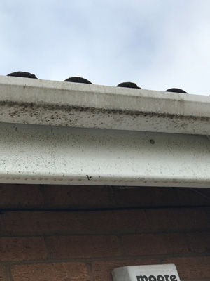 Gutters before being cleaned by Just Clean Property Care