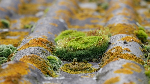 How to Remove Moss, Algae, and Lichen from Your Roof