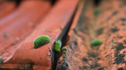 Moss growing in the joints between roof tiles