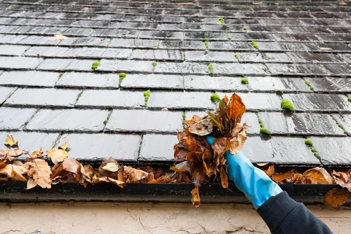 Autumn leaves in a roof gutter