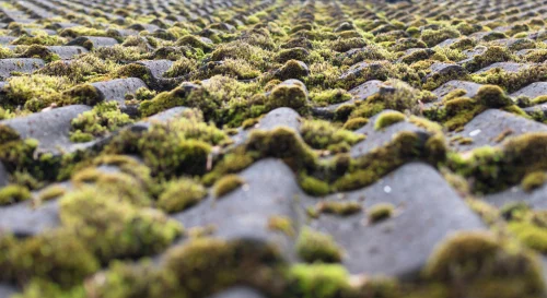 Moss covering a sloping roof