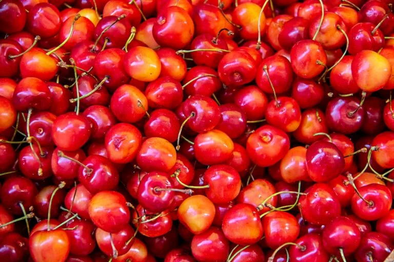 Close-up of red berries