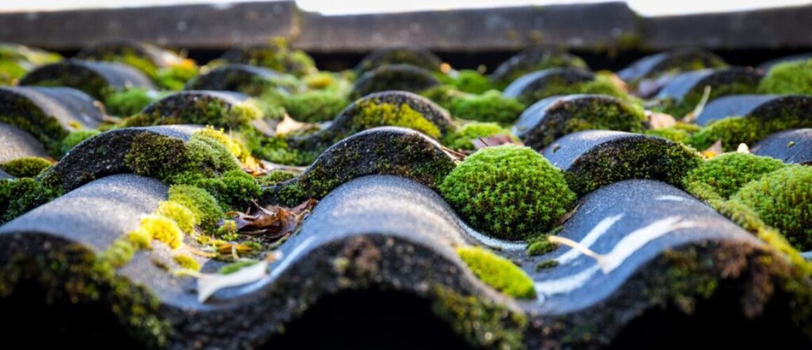 How Often to Remove Roof Moss