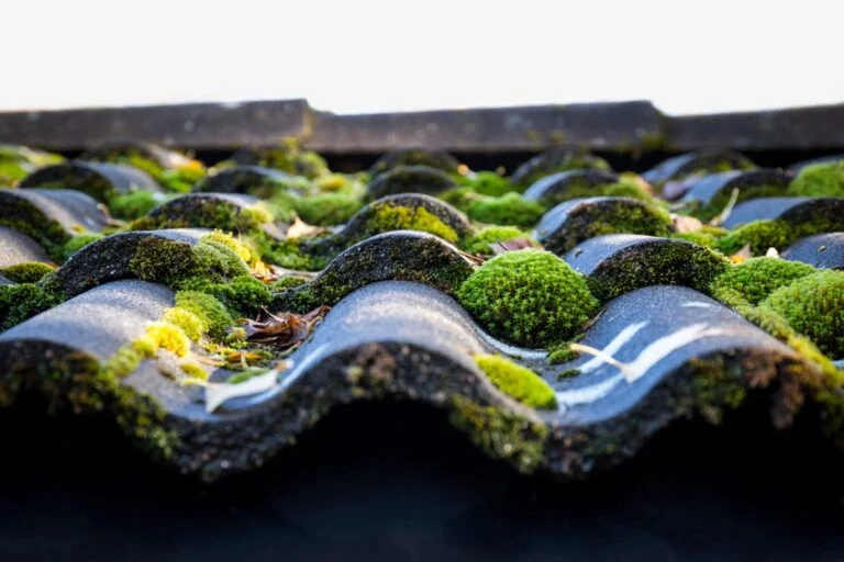 Moss covering a sloping roof