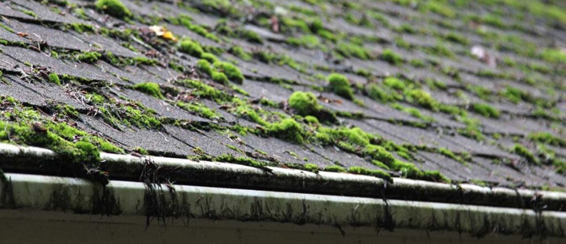 Professional Roof Moss Removal over DIY