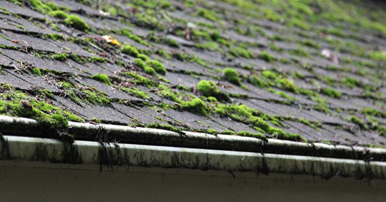 Roof tiles with patches of moss